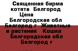 Священная бирма-котята, Белгород › Цена ­ 40 000 - Белгородская обл., Белгород г. Животные и растения » Кошки   . Белгородская обл.,Белгород г.